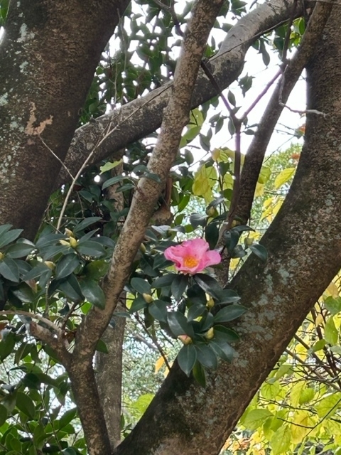 サザンカ神社