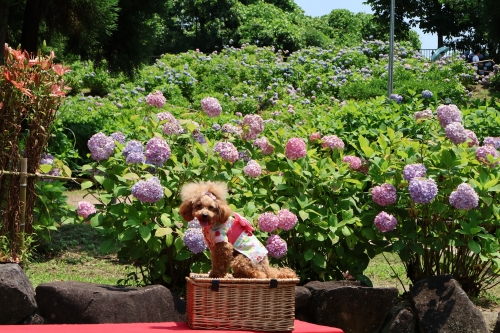 蜻蛉池公園