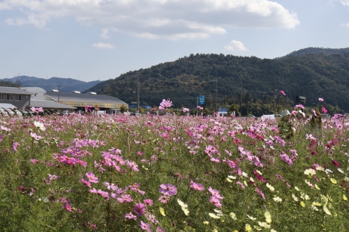 夢コスモス園