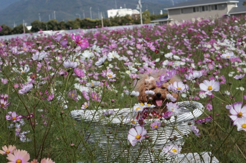 夢コスモス園