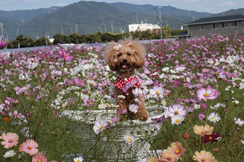 夢コスモス園