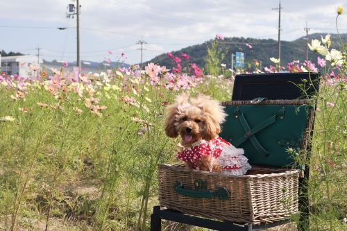 夢コスモス園