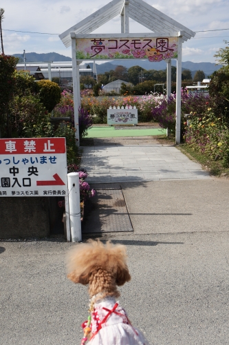 夢コスモス園