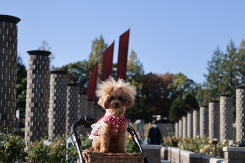 荒牧バラ公園