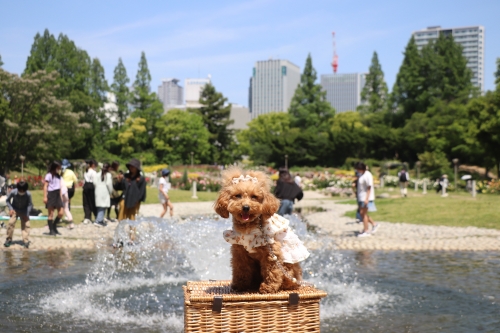 靭公園