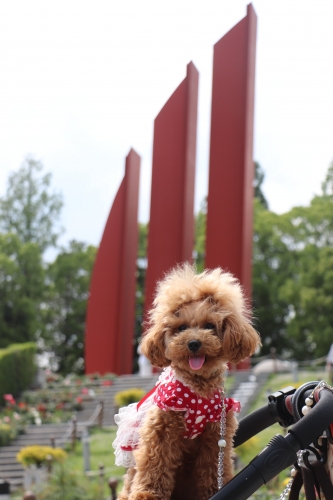 荒牧バラ公園