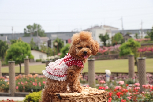 荒牧バラ公園