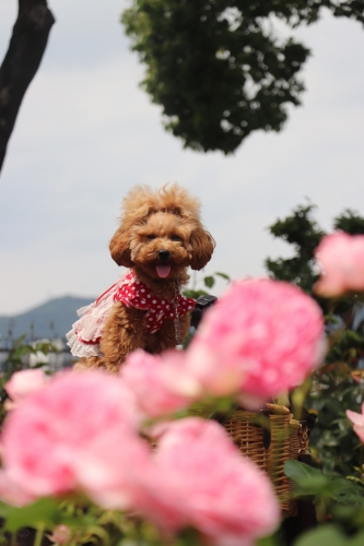 荒牧バラ公園