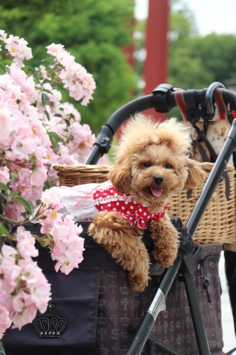 荒牧バラ公園