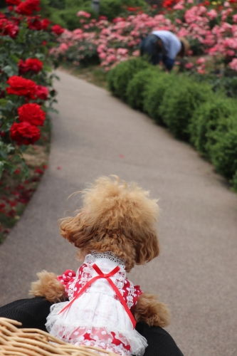 荒牧バラ公園