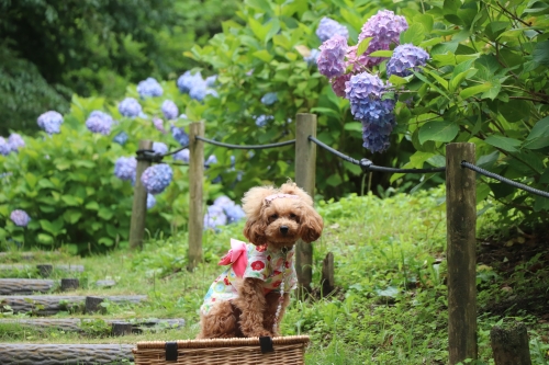 蜻蛉池公園