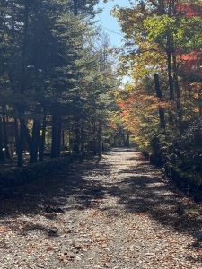 散歩道の紅葉