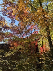 散歩道の紅葉②