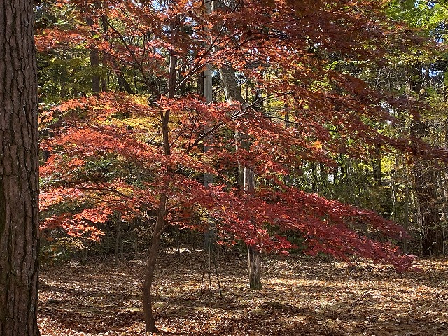 追分の庭のまだ見れる紅葉