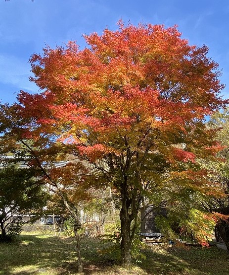 油屋さん紅葉