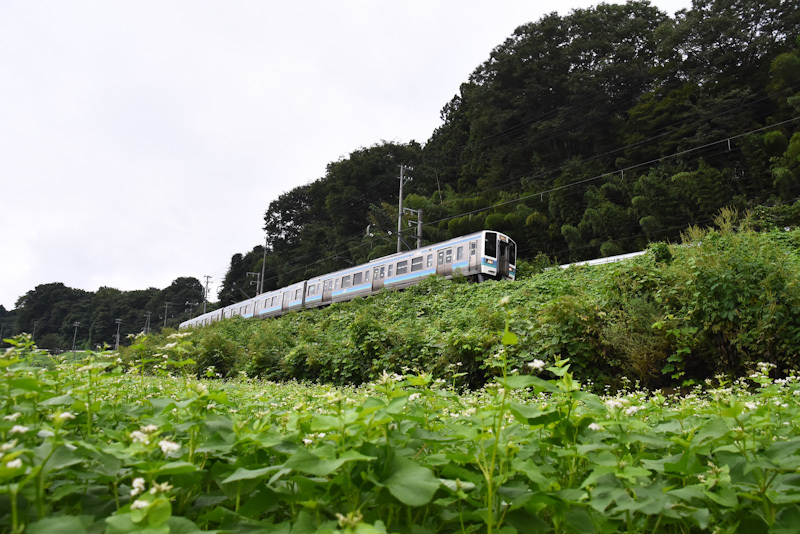 2024年8月25日撮影　飯田線　2201M　211系　蕎麦の花と　快速みすず　2