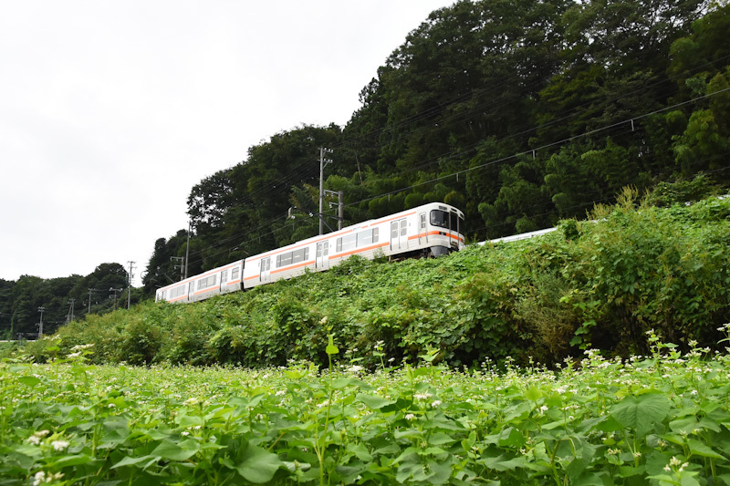 2024年8月25日撮影　飯田線　1408M　313系　蕎麦の花と