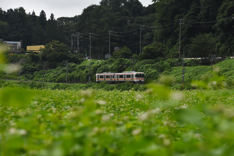 2024年8月25日撮影　飯田線　1408M　313系　蕎麦の花と　2