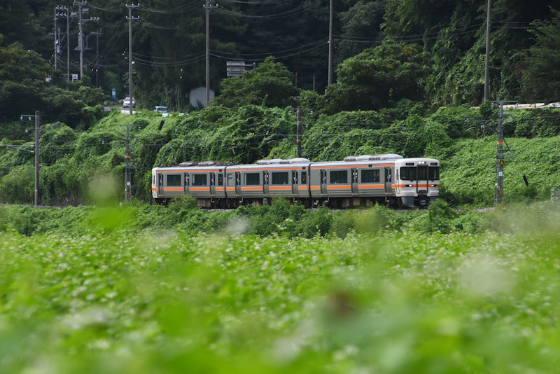 2024年8月25日撮影　飯田線　211M　313系1700番台　J173編成と蕎麦の花