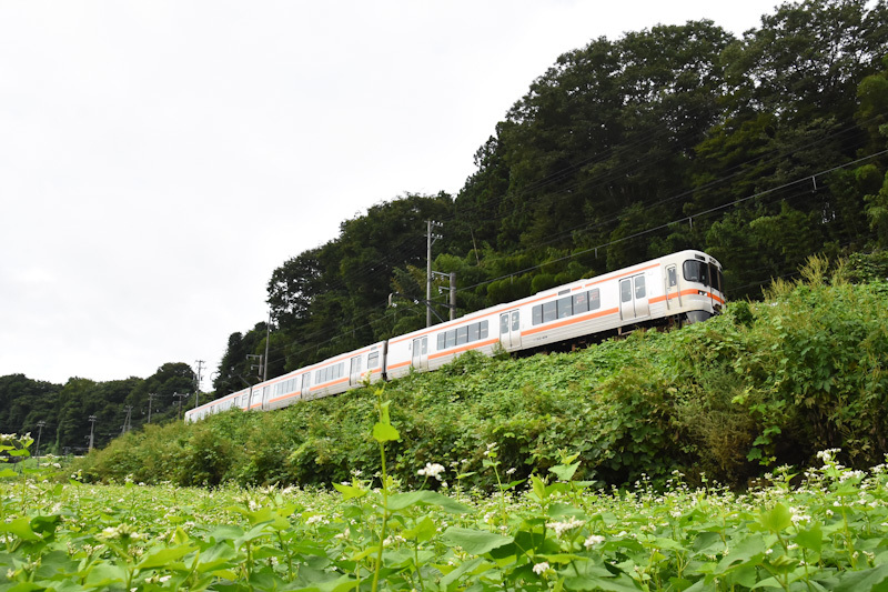 2024年8月25日撮影　飯田線　211M　313系1700番台　J173編成と蕎麦の花　2