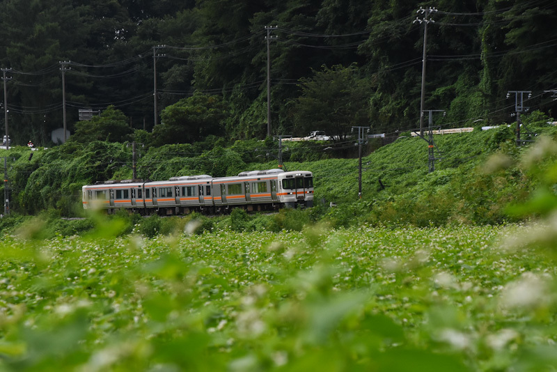 2024年8月25日撮影　飯田線　213M　313系1700番台　J171編成と蕎麦の花