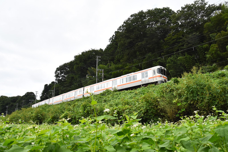 2024年8月25日撮影　飯田線　213M　313系1700番台　J171編成と蕎麦の花　2