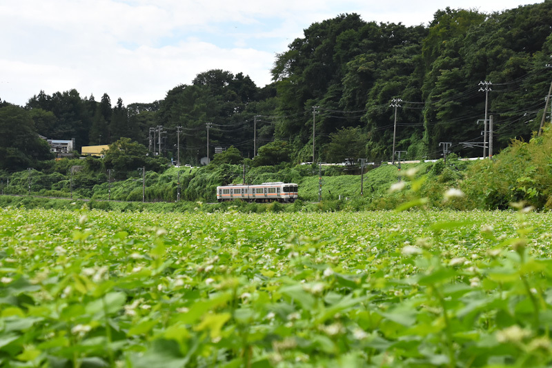 2024年8月25日撮影　飯田線　回送　313系と蕎麦の花　後撃ち