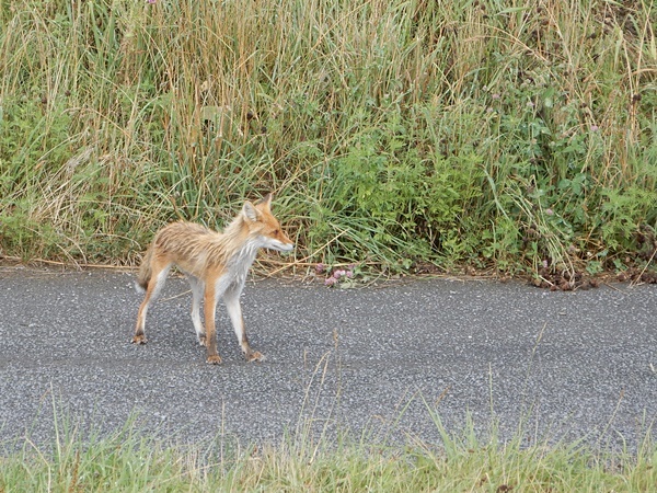 キタキツネ