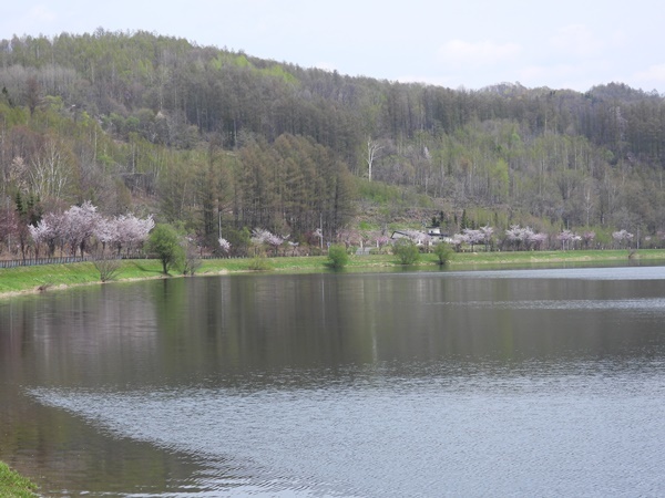 桜岡湖