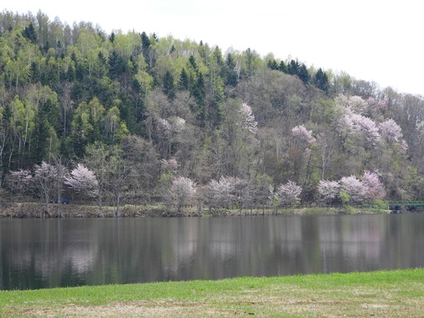 桜岡湖