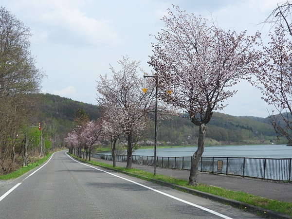 桜並木