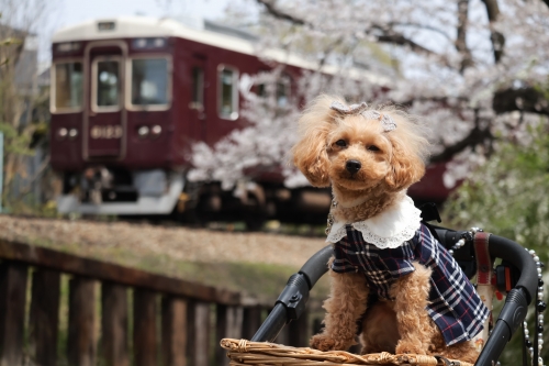 夙川