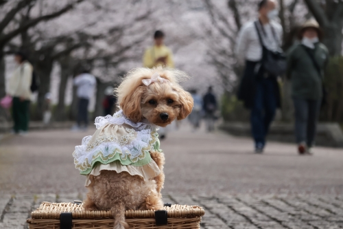 和らぎの道