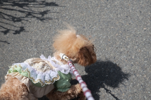 美山かやぶきの里