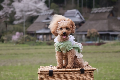 美山かやぶきの里