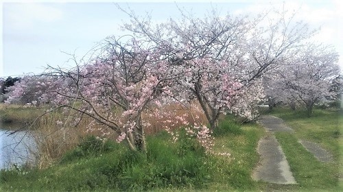 23年3月の桜