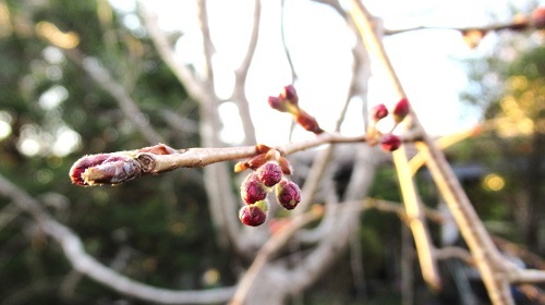 しだれ桜