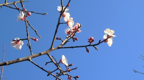 スモモの花