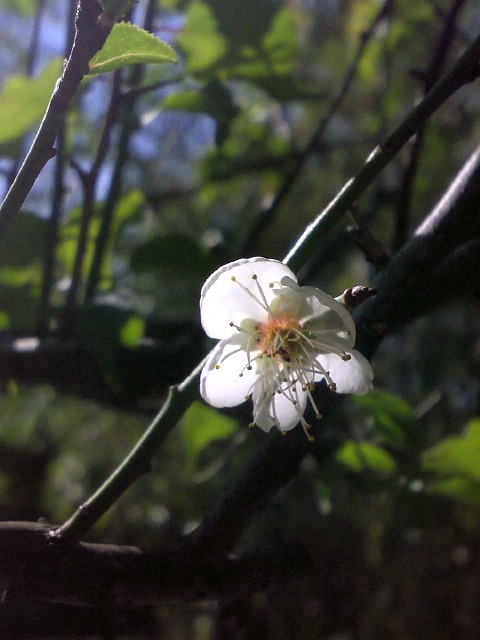 福州園，梅