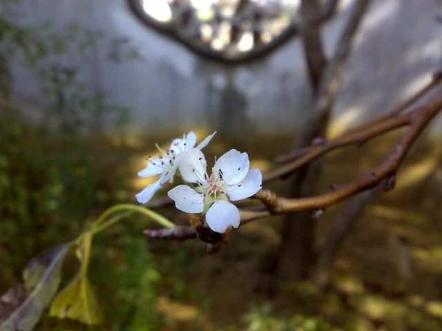 福州園，梨