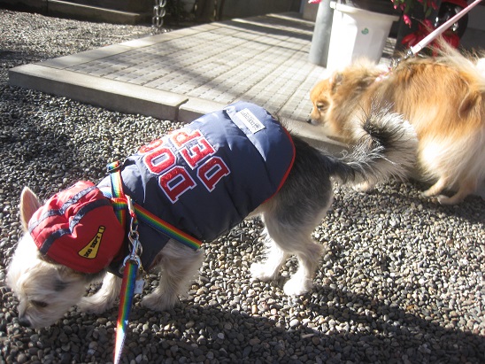 10香取神社の２ワンズ2　0110