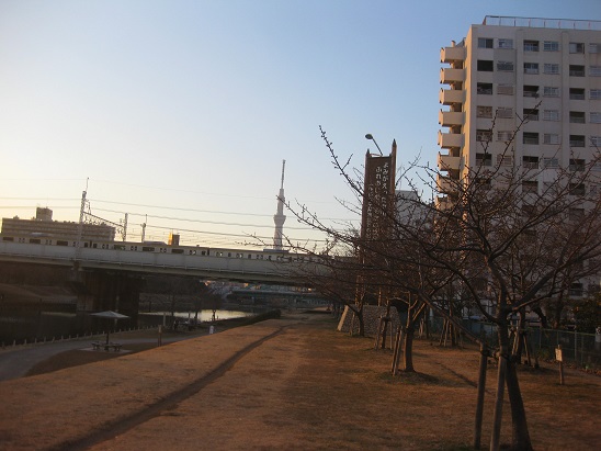 7スカイツリーと電車と河津桜蕾