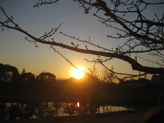 8河津桜つぼみと夕日　0123