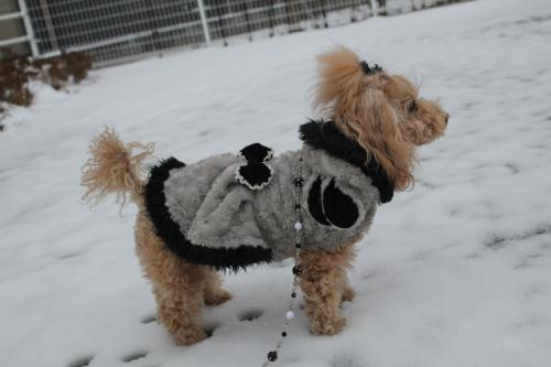 雪を求めて…滋賀