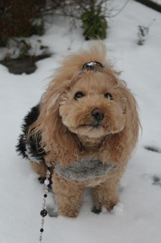 雪を求めて…滋賀