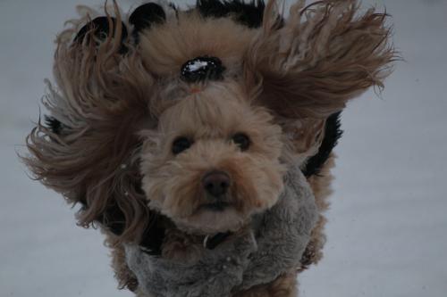 雪のドッグラン