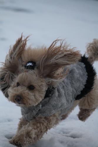 雪のドッグラン