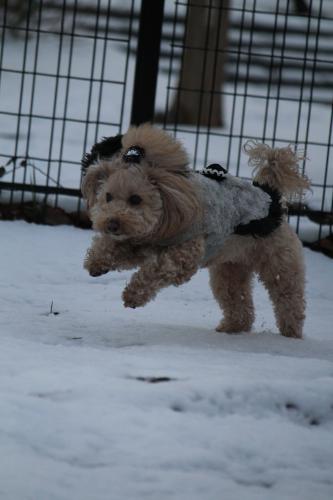 雪のドッグラン