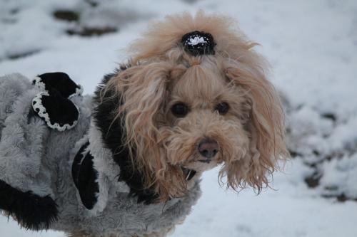 雪のドッグラン