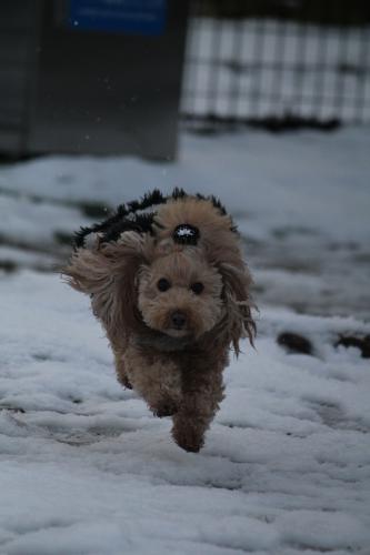 雪のドッグラン